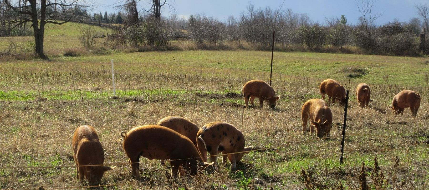 pigs grazing at the farm